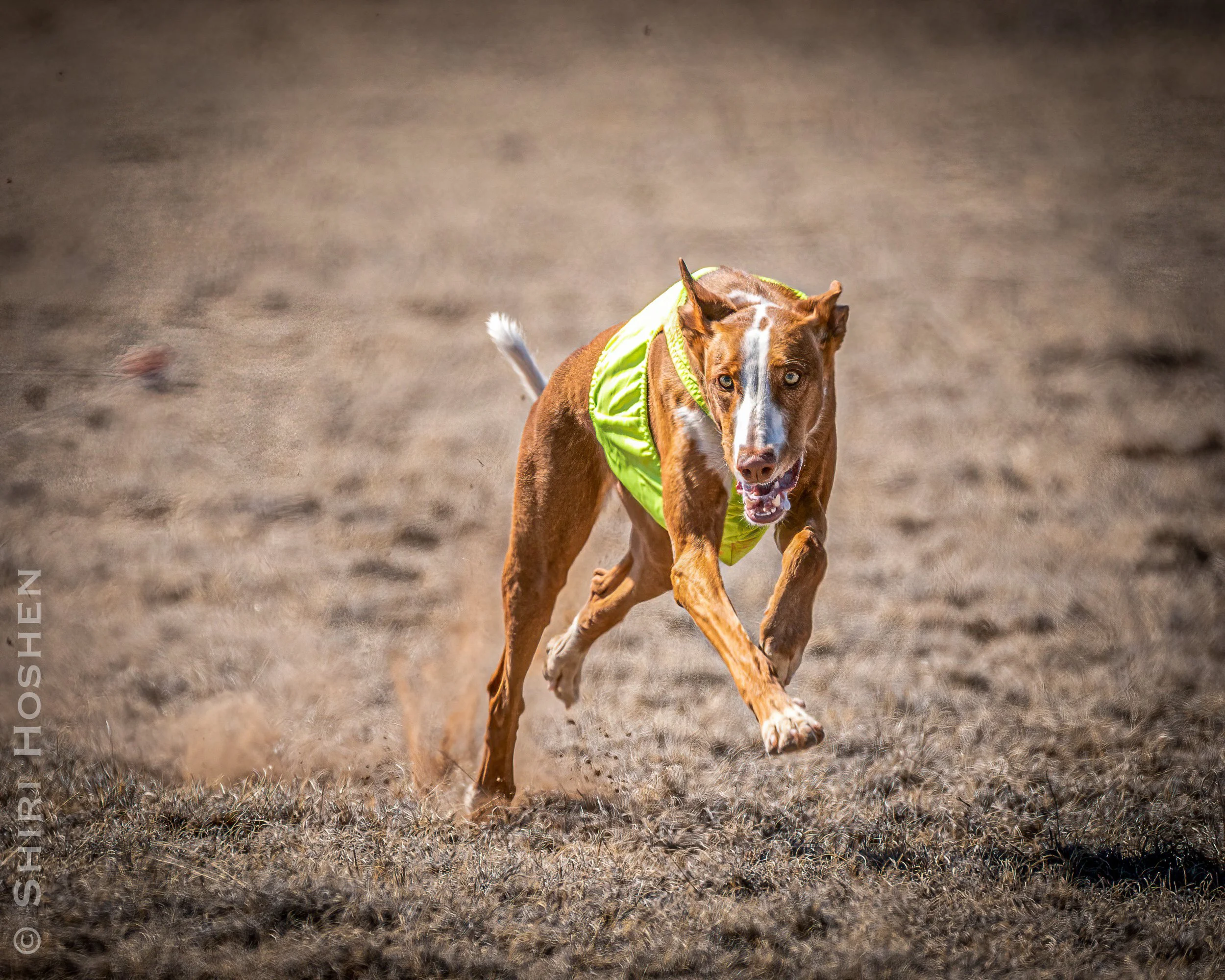 Pippi — HART IBIZAN HOUNDS